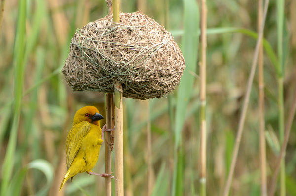 Ein Webervogel Ein Webervogel