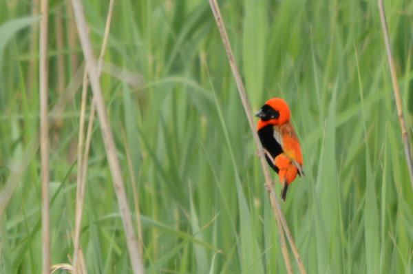 Southern Red Bishop Southern Red Bishop
