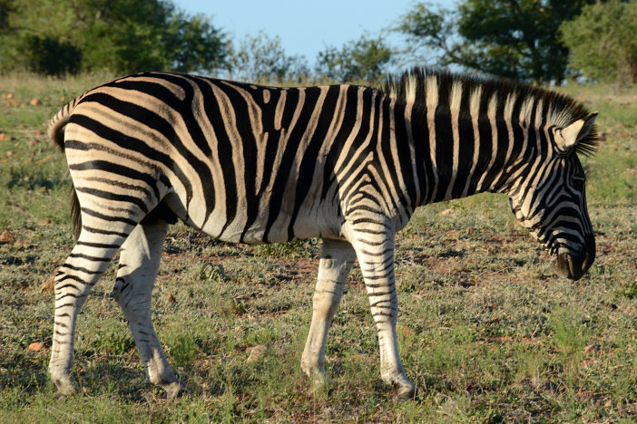 Zebra Zebra