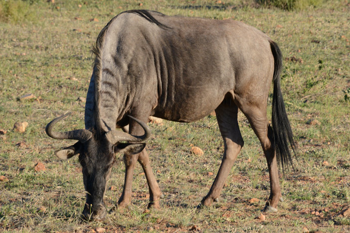 Gnu Gnu