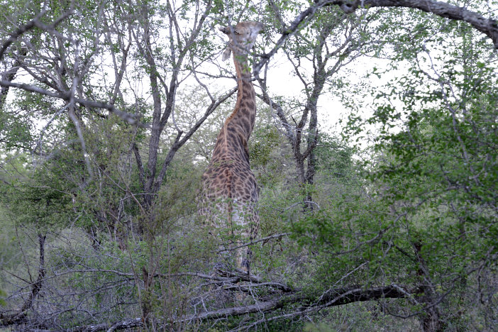 Giraffe im Dickicht Giraffe im Dickicht