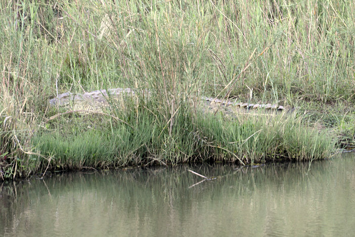 Kaum zu sehen das Krokodil Kaum zu sehen das Krokodil