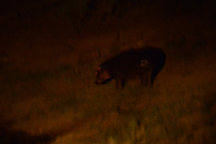 Hippo auf Landgang Hippo auf Landgang