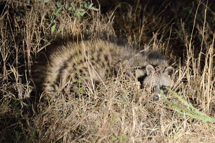 Ein scheues Civet Ein scheues Civet