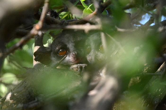 2 Bushbabies im Baum zusammengekuschelt 2 Bushbabies im Baum zusammengekuschelt