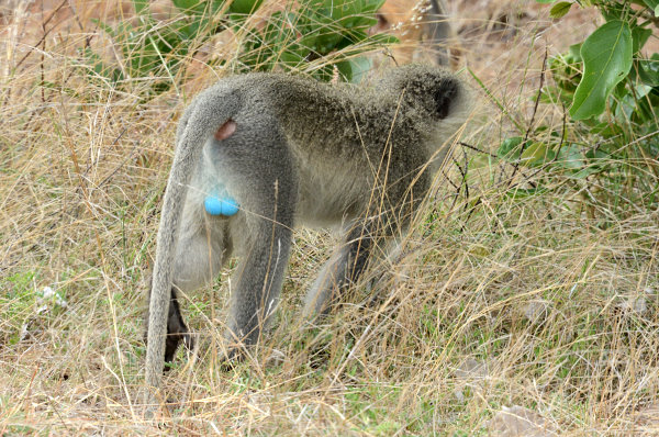 Eine Meerkatze Eine Meerkatze