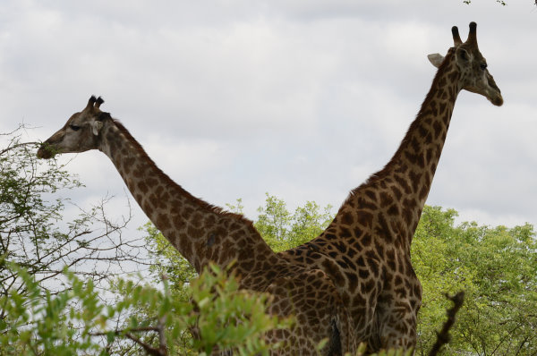 Gleich 2 Giraffen Gleich 2 Giraffen