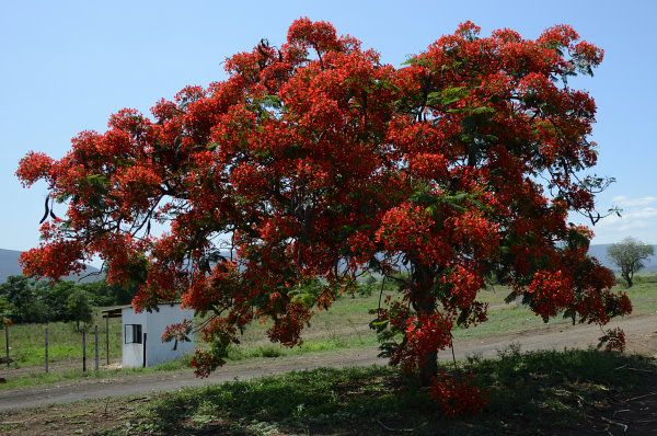Was ist das für ein Baum? Was ist das für ein Baum?