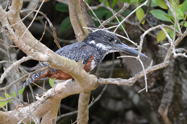 Ein Giant Kingfisher Ein Giant Kingfisher