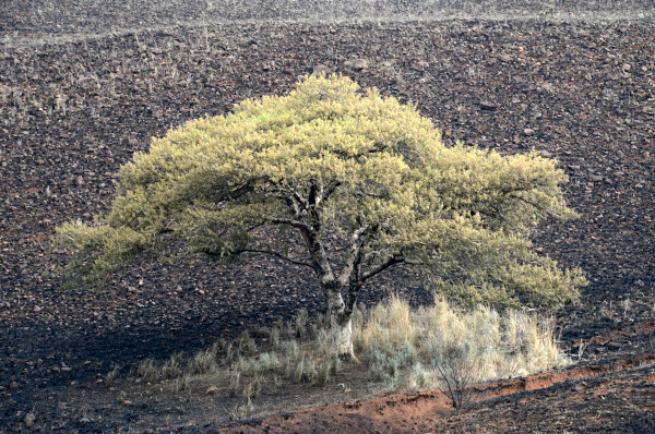 Ein Baum auf einer abgebrannten Fläche Ein Baum auf einer abgebrannten Fläche