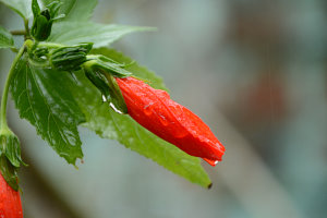 Bild: Regen hat auch sein Gutes Bild: Regen hat auch sein Gutes