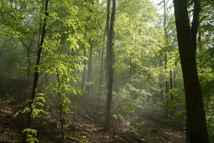 Dunst im Wald