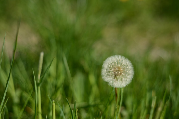 Einfach mal ne Pusteblume
