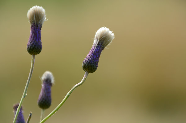 Schöne Blume