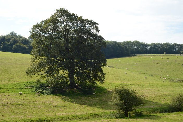 Ein riesiger Baum Ein riesiger Baum