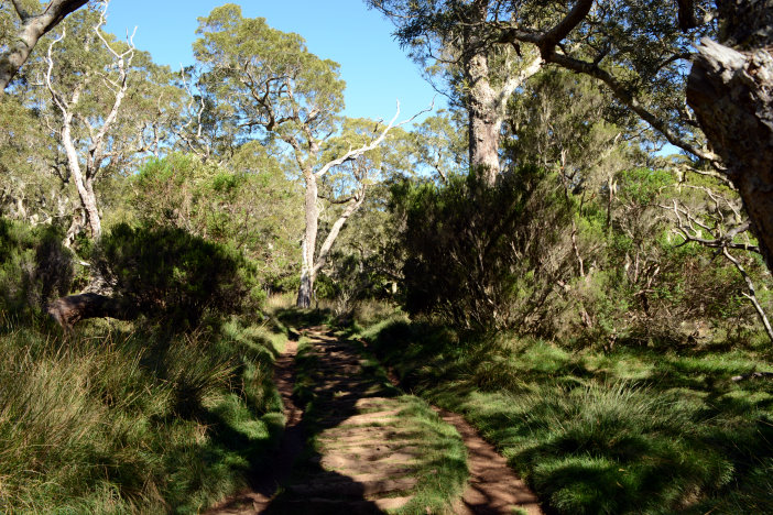 Toller Wald, toller Weg Toller Wald, toller Weg