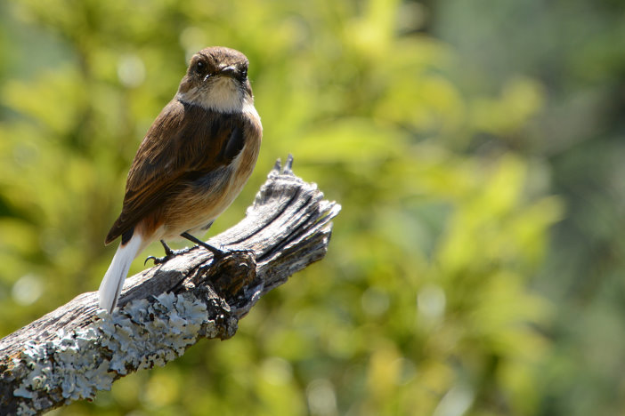 Zutraulicher Vogel Zutraulicher Vogel