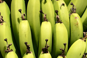 Bild: Bananen wachsen hier natürlich auch Bild: Bananen wachsen hier natürlich auch