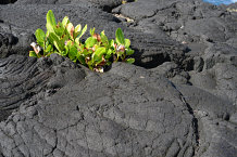 Bild: Grün an Lava Bild: Grün an Lava