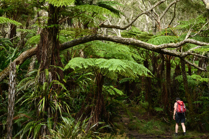 Ein echter Urwald aus Farnen Ein echter Urwald aus Farnen