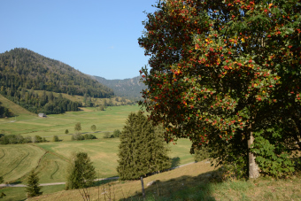 Bild: Landschaft bei Menzenschwand Bild: Landschaft bei Menzenschwand