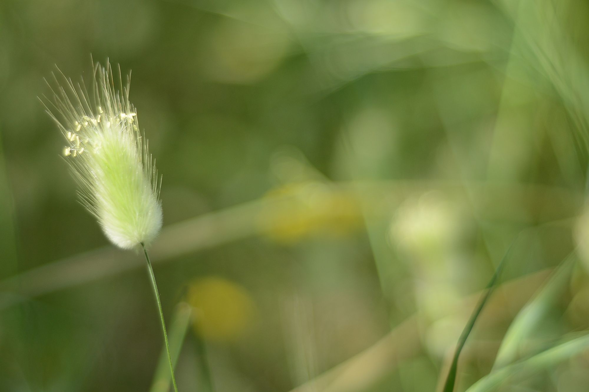 Am Wegesrand Am Wegesrand