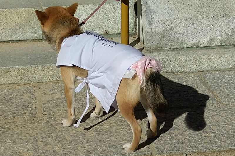 Hund mit Windel gab's auch noch Hund mit Windel gab's auch noch