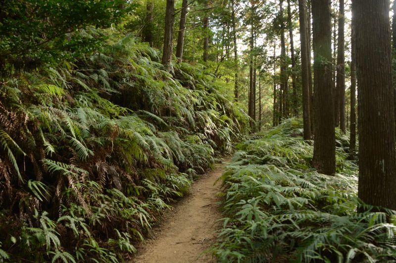 Wieder in den Wald mit Farnen hinein Wieder in den Wald mit Farnen hinein