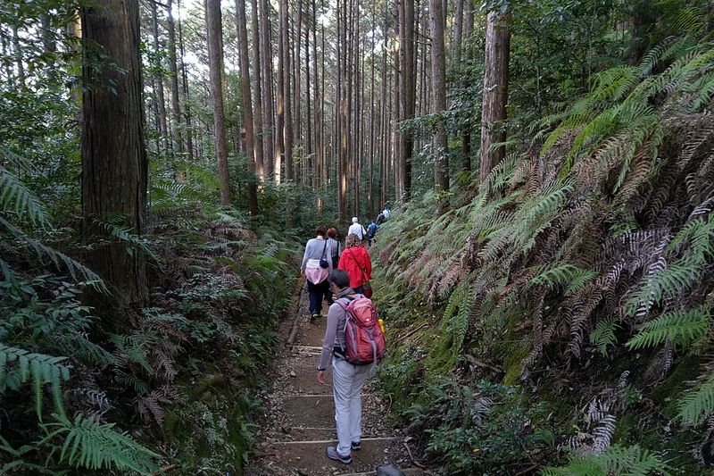 Los geht's in den Wald hinein Los geht's in den Wald hinein