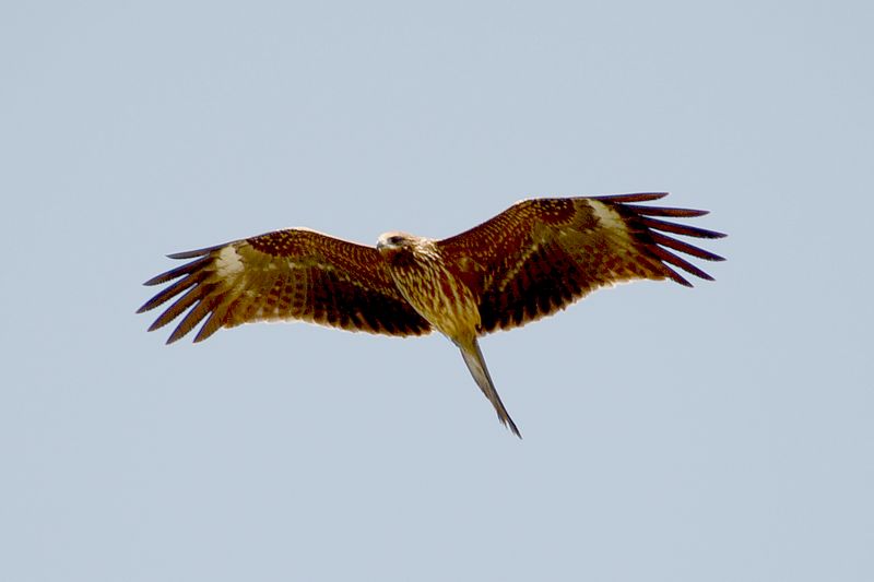 Immer wieder sieht man auch Raubvögel sehr nah Immer wieder sieht man auch Raubvögel sehr nah