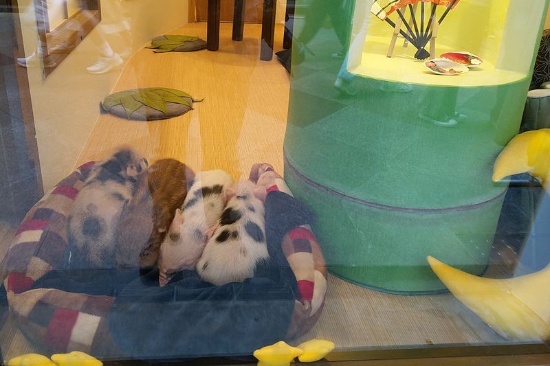 Schwein muss man haben Schwein muss man haben