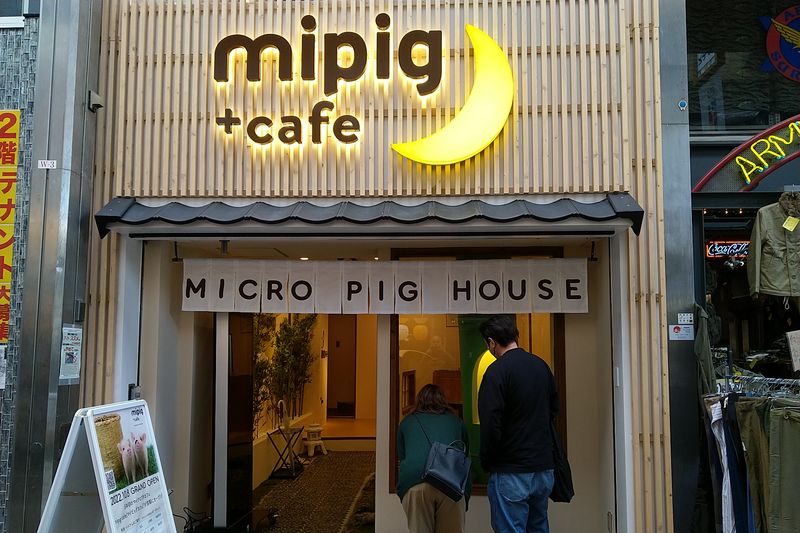 Micro-Pig-Café Micro-Pig-Café