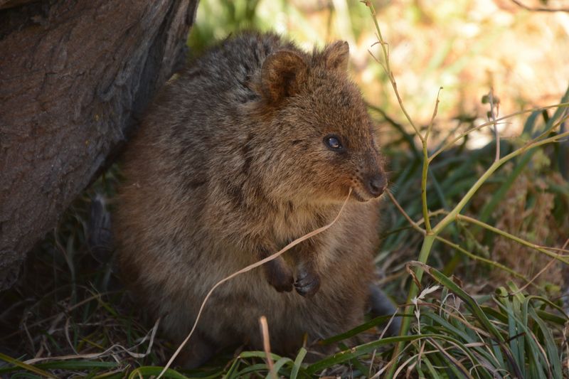 Quokka auf Rottnest Island Quokka auf Rottnest Island