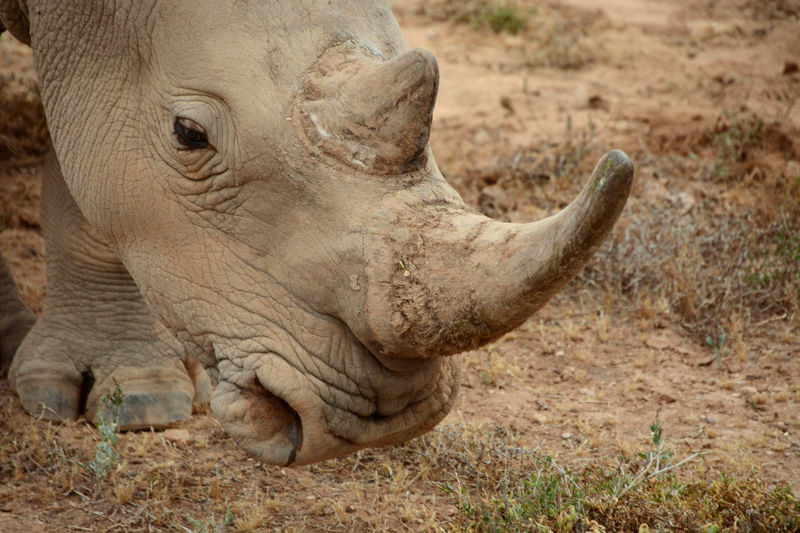 Weisses Nashorn