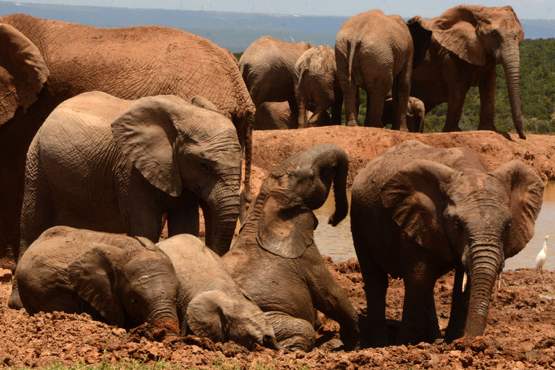 Addo Elephant National Park