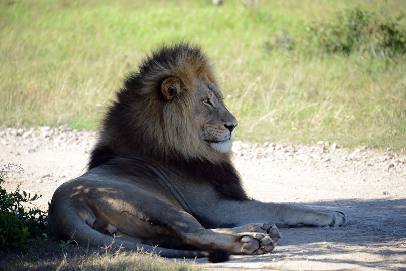 Game Drive in Kariega