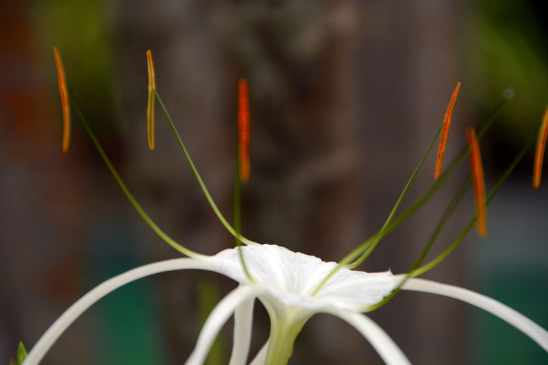 Schöne Blume