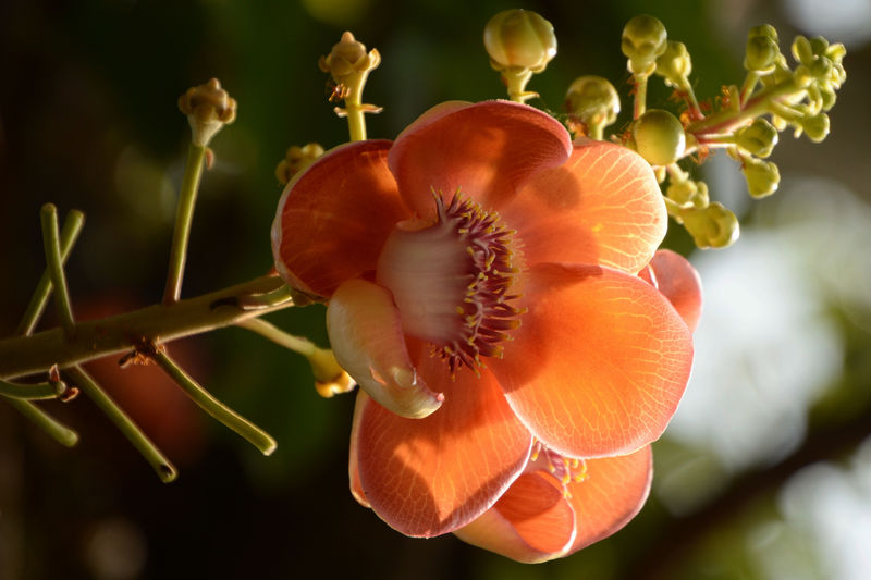 Blüte des Kanonenkugelbaumes