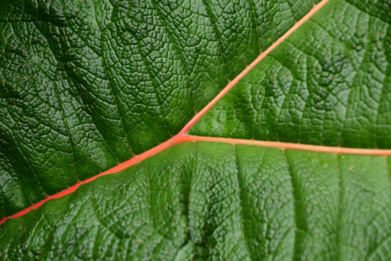 Schönes Blatt Schönes Blatt