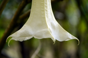 Trompetenblume Trompetenblume