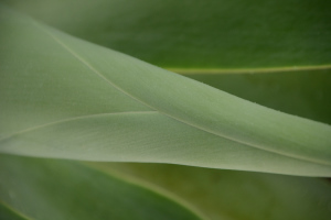 Struktur im Blatt Struktur im Blatt