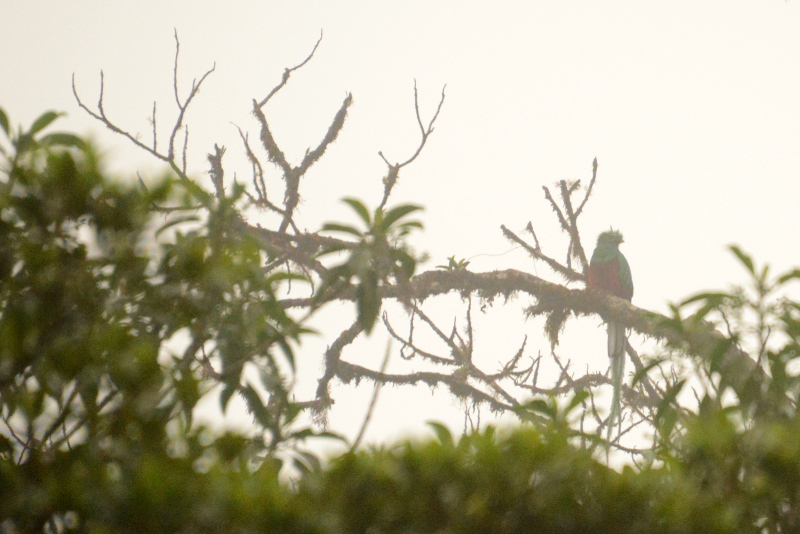 Das strubbelige Etwas ist der Quetzal Das strubbelige Etwas ist der Quetzal