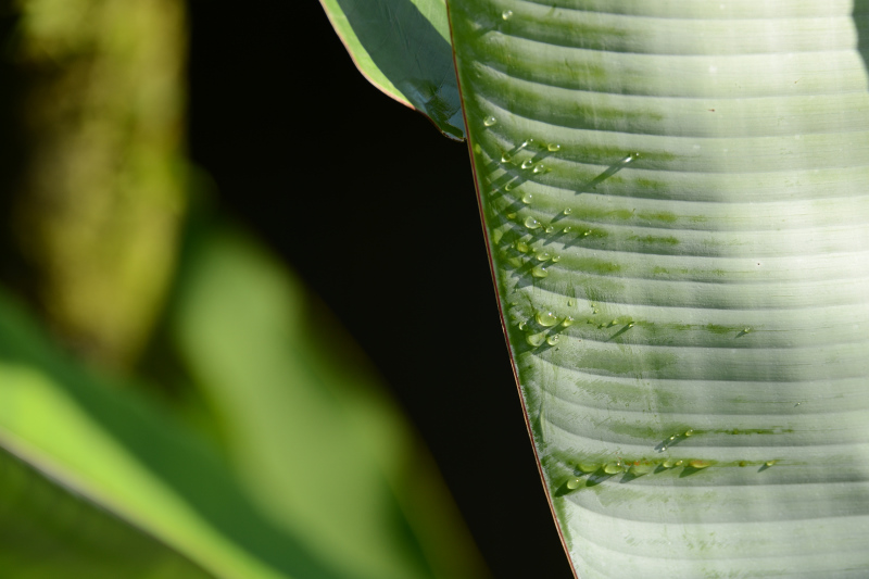 Wassertropfen auf Bananenblatt Wassertropfen auf Bananenblatt