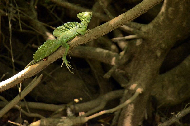 Männlicher Basilisk Männlicher Basilisk