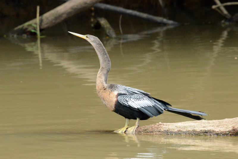 Schlangenhalsvogel Schlangenhalsvogel