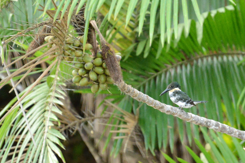 Eisvogel Eisvogel
