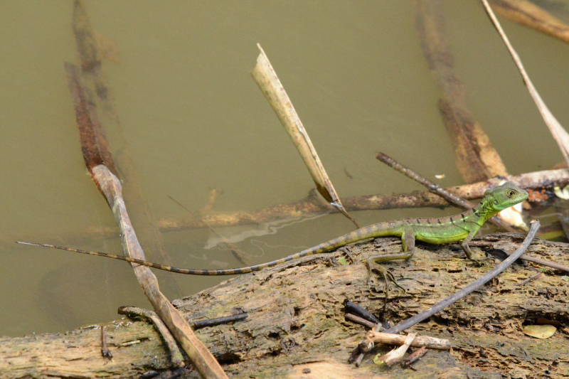 Weiblicher Basilisk Weiblicher Basilisk