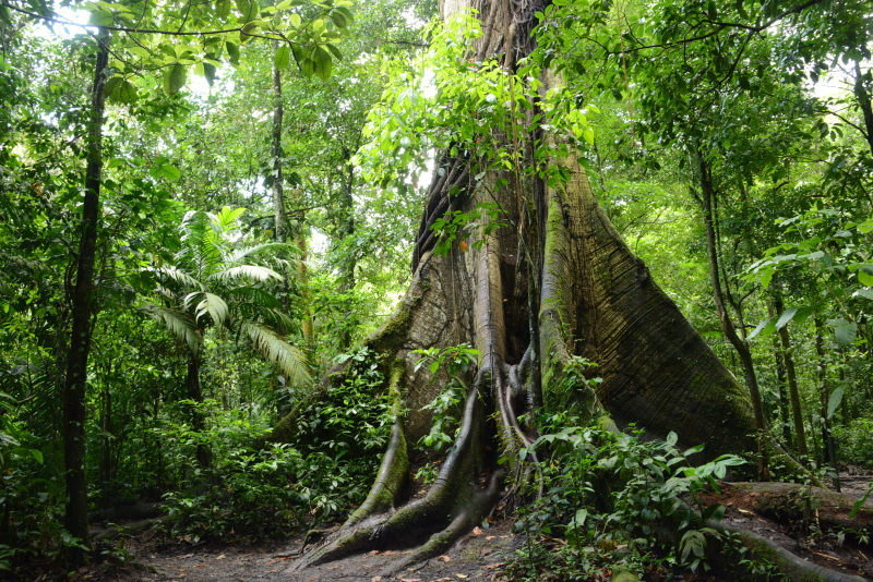 400 Jahre alter Baum 400 Jahre alter Baum