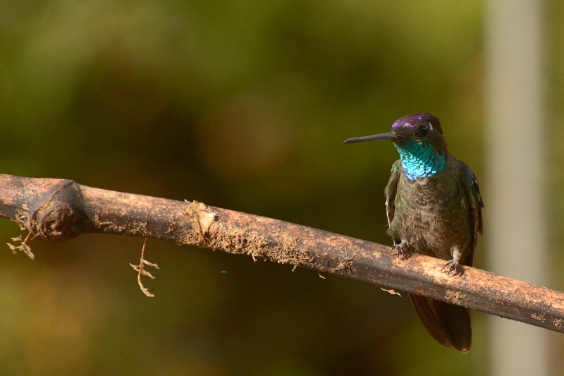Schön sind sie immer