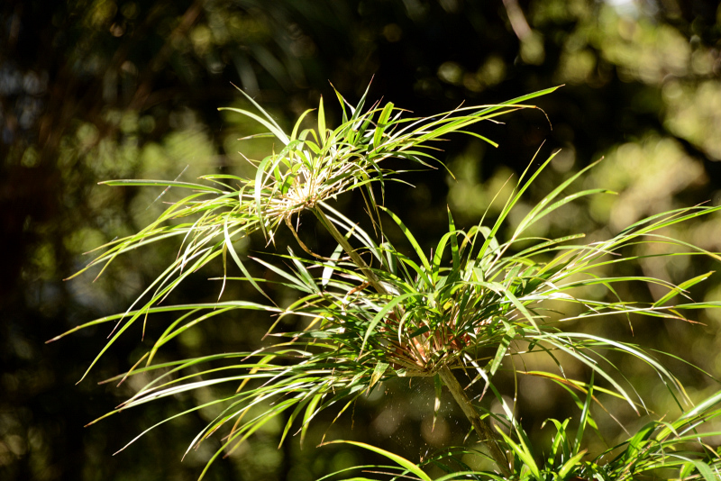 Bambus ist auch immer wieder schön Bambus ist auch immer wieder schön